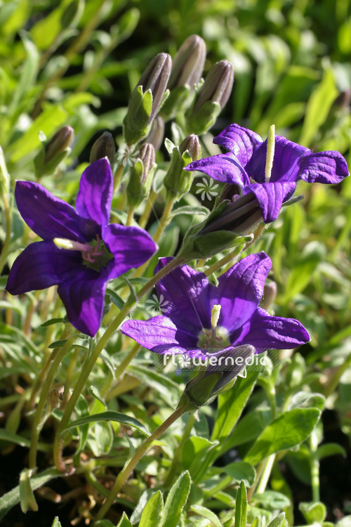 Campanula bellidifolia ssp. aucheri - Bellflower (102832)
