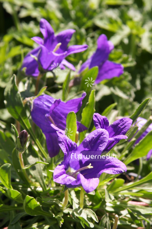 Campanula bellidifolia ssp. aucheri - Bellflower (102833)