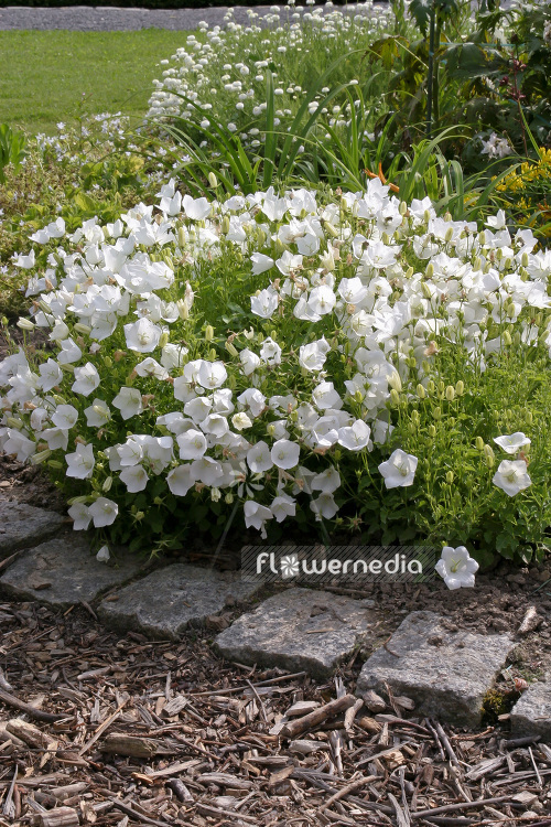 Campanula carpatica 'Weiße Clips' - Carpathian bellflower (102835)