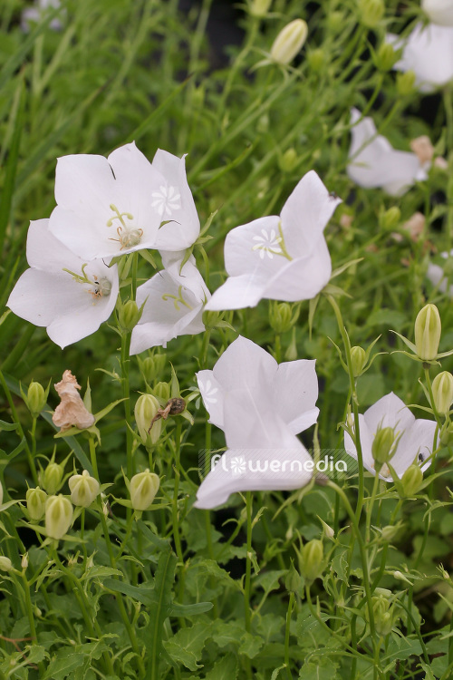Campanula carpatica 'Weiße Clips' - Carpathian bellflower (102836)