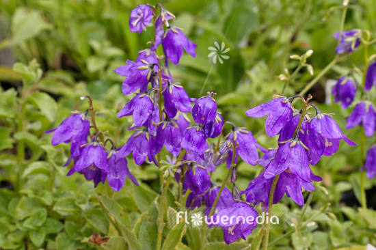 Campanula collina - Sage-leaved bellflower (102837)
