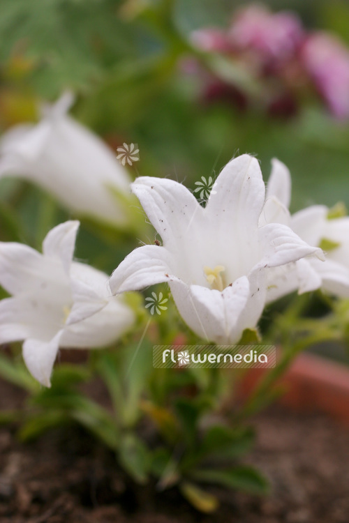 Campanula dasyantha ssp. chamissonis 'Alba' - Bellflower (102838)