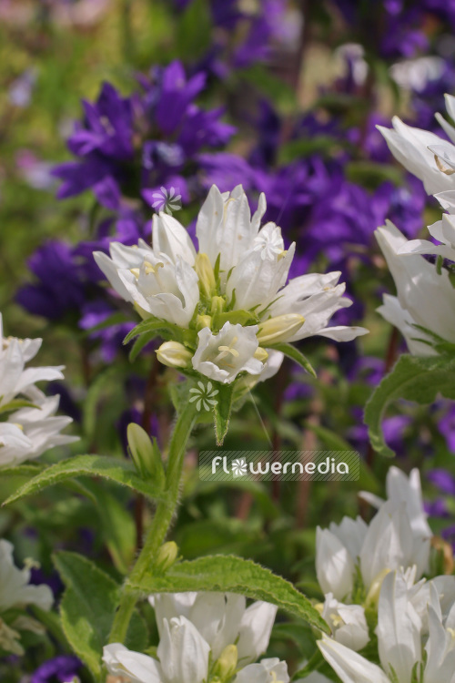 Campanula glomerata var. alba - Clustered bellflower (102840)