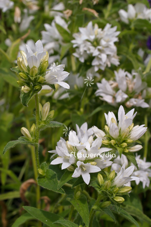 Campanula glomerata var. alba - Clustered bellflower (102841)