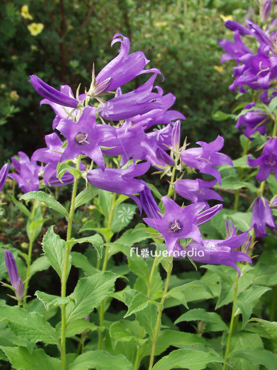 Campanula latifolia - Giant bellflower (100545)