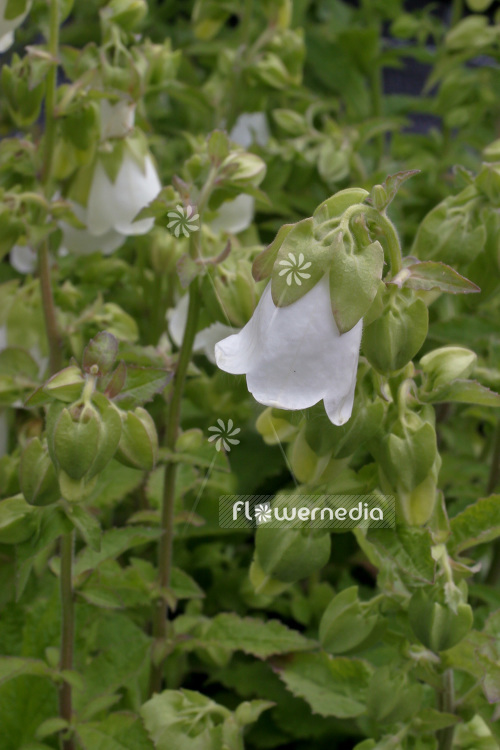 Campanula pendula - Ring bellflower (102846)