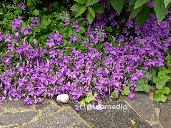 Campanula portenschlagiana - Wall bellflower (100550)