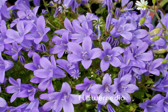 Campanula portenschlagiana - Wall bellflower (102851)