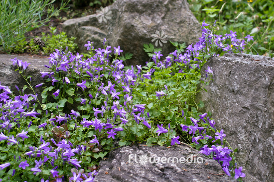 Campanula portenschlagiana - Wall bellflower (102852)