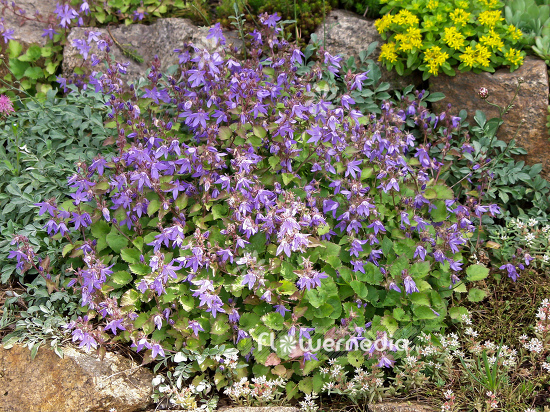 Campanula poscharskyana - Trailing bellflower (100551)
