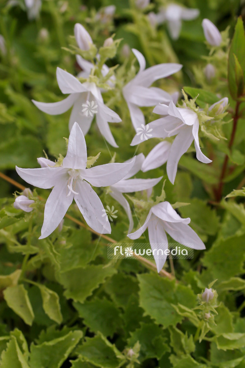 Campanula poscharskyana 'Silberregen' - Trailing bellflower (102854)