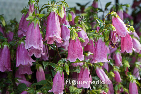Campanula punctata f. rubriflora - Spotted bellflower (102855)