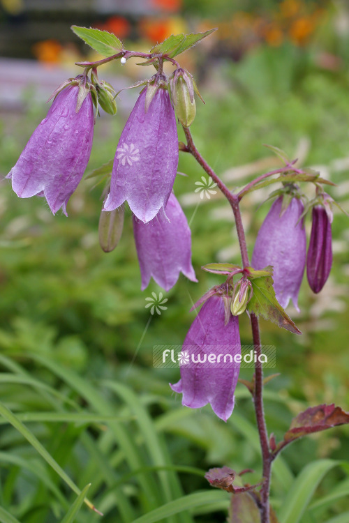 Campanula punctata f. rubriflora - Spotted bellflower (102856)