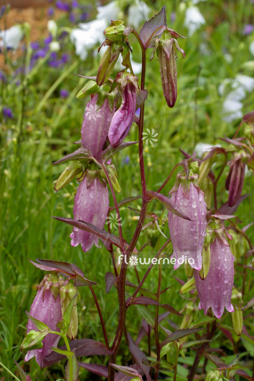 Campanula punctata var. nana albo - Spotted bellflower (102857)