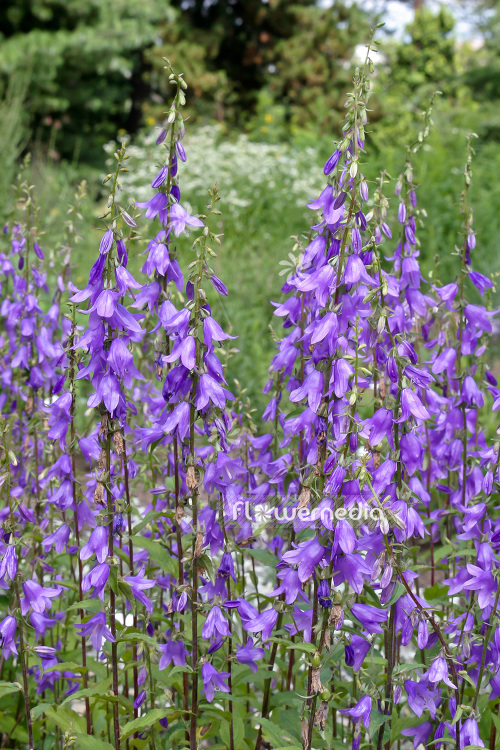 Campanula rapunculoides - Creeping bellflower (102859)