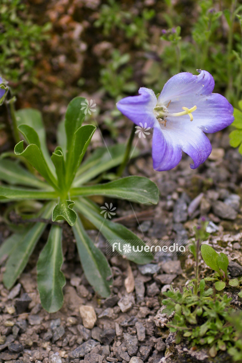 Campanula tridentata - Bellflower (100553)