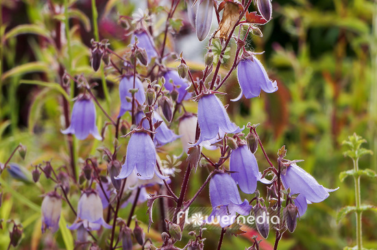 Campanula zangezura - Ring bellflower (102866)