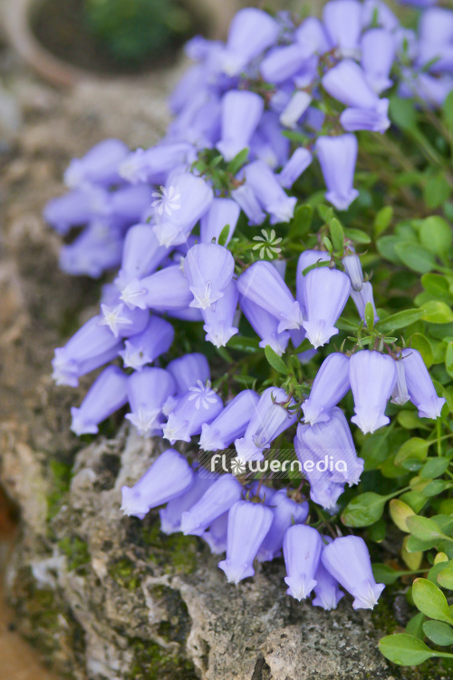 Campanula zoysii - Bellflower (105326)