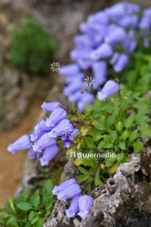 Campanula zoysii - Bellflower (105327)