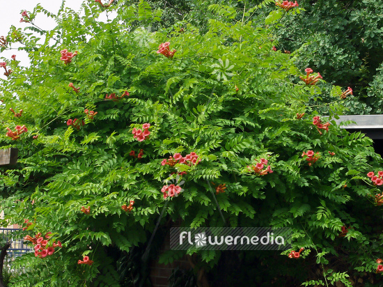 Campsis radicans - Trumpet vine (100556)