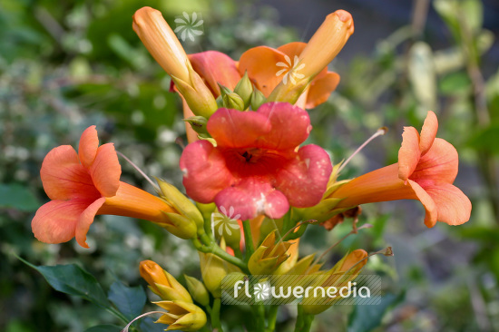 Campsis radicans 'Indian Summer' - Trumpet honeysuckle (102867)