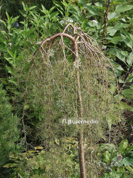 Caragana arborescens 'Walker' - Siberian pea tree (100563)