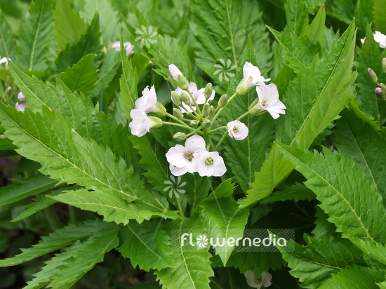 Cardamine heptaphylla - Seven-leaved toothwort (100564)