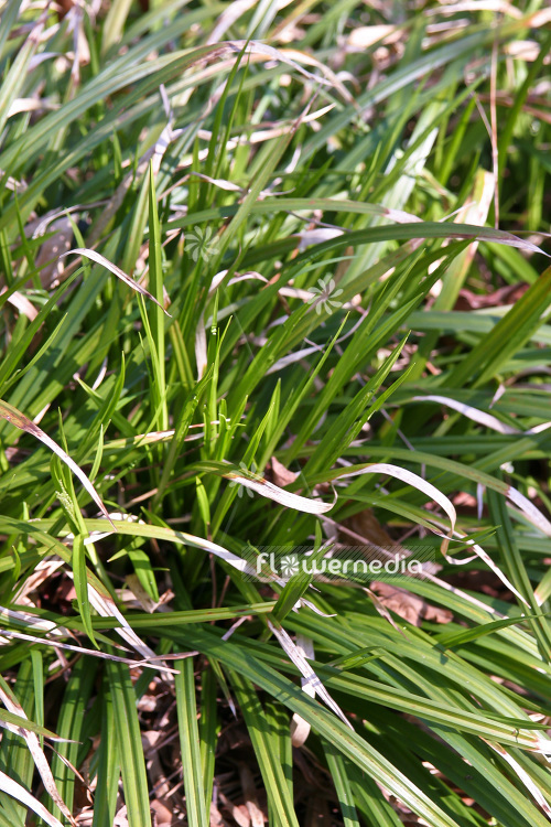 Carex atrata - Sedge (102874)