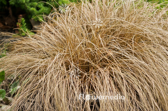 Carex comans - New Zealand hair sedge (102875)