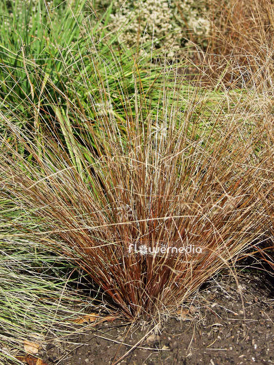 Carex comans 'Bronze Form' - New Zealand hair sedge (100569)