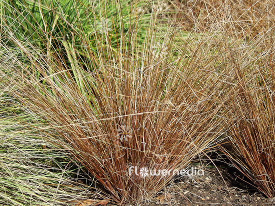 Carex comans 'Bronze Form' - New Zealand hair sedge (100570)