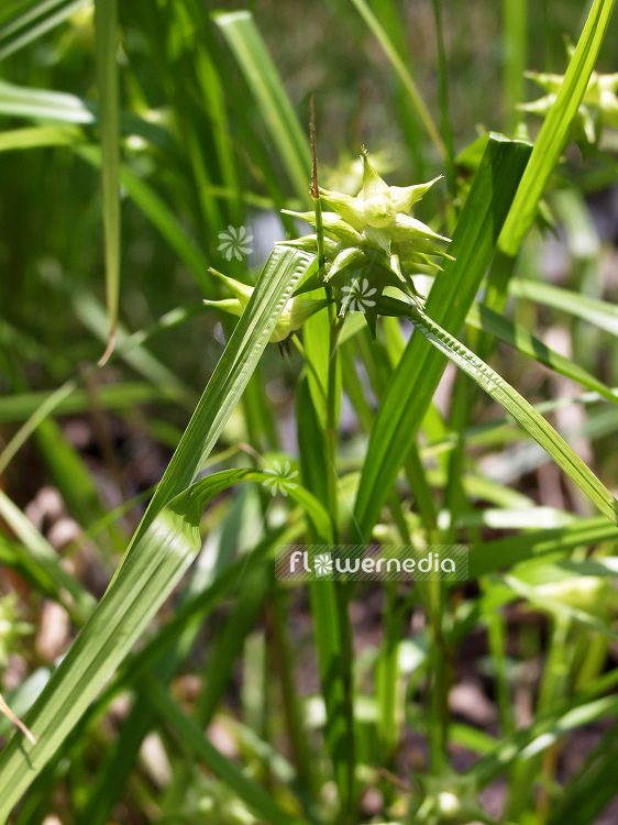 Carex grayi - Gray's sedge (100572)