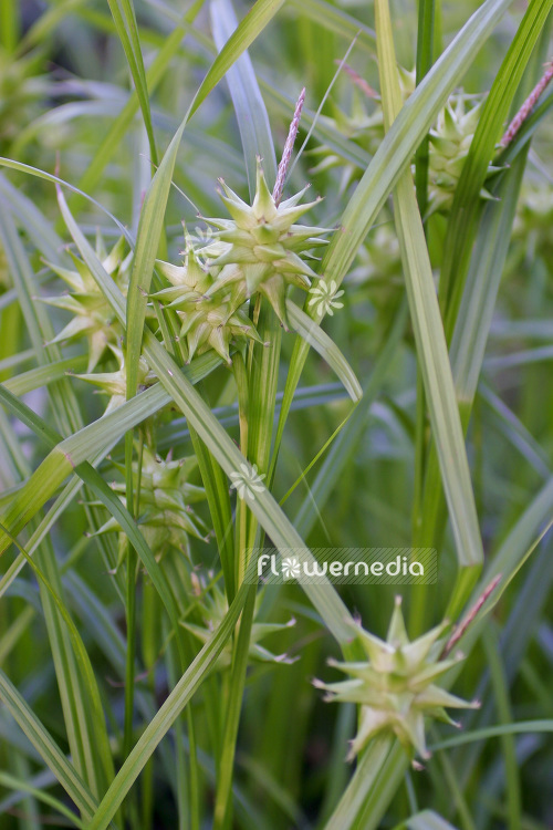 Carex grayi - Gray's sedge (102881)