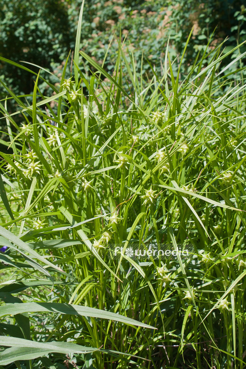 Carex grayi - Gray's sedge (102882)