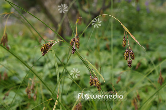 Carex medwedewii - Sedge (102884)