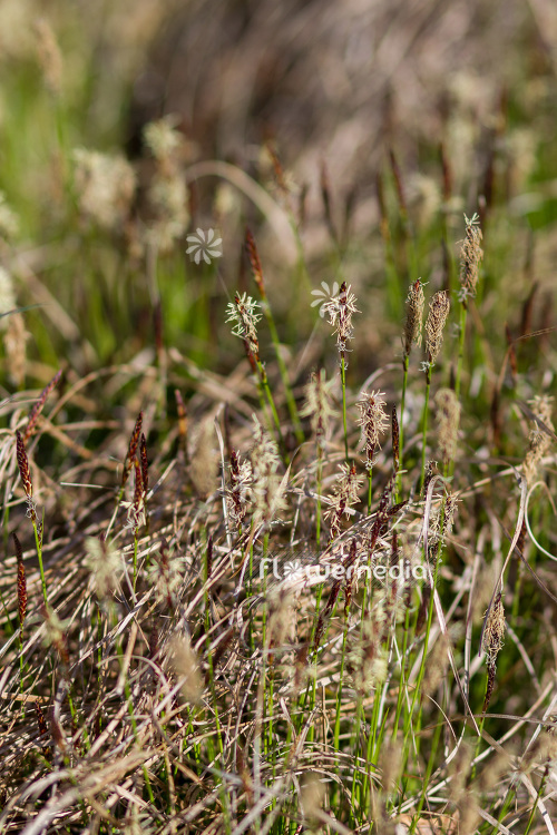 Carex pensylvanica - Pennsylvania sedge (102887)