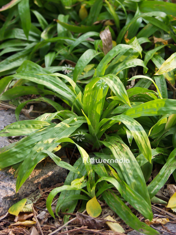 Carex plantaginea - Seersucker sedge (100576)