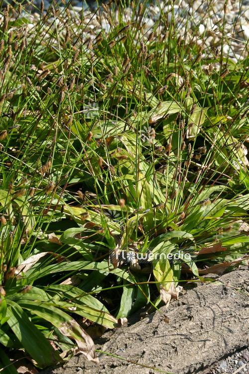 Carex plantaginea - Seersucker sedge (102888)