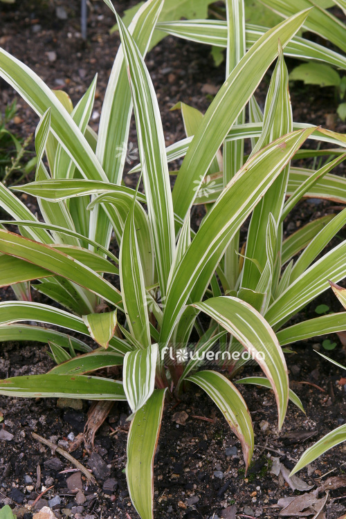 Carex siderosticha 'Variegata' - Variegated sedge (102889)