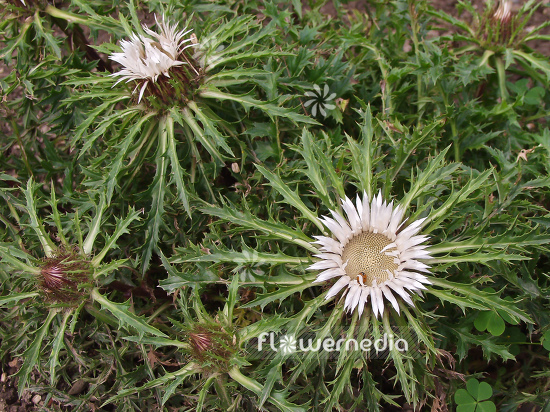 Carlina acaulis - Smooth carlina (100577)
