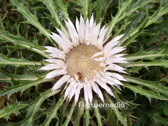 Carlina acaulis - Smooth carlina (100578)