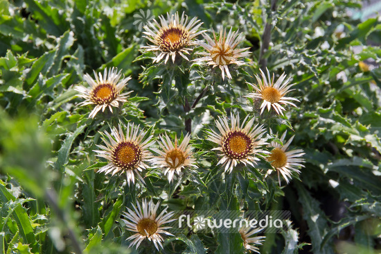 Carlina vulgaris - Carline thistle (102891)