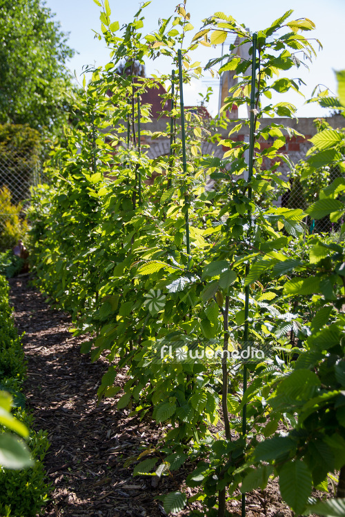 Carpinus betulus - Common hornbeam (102892)