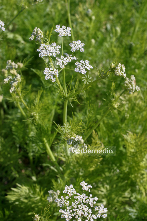 Carum carvi - Caraway (102893)