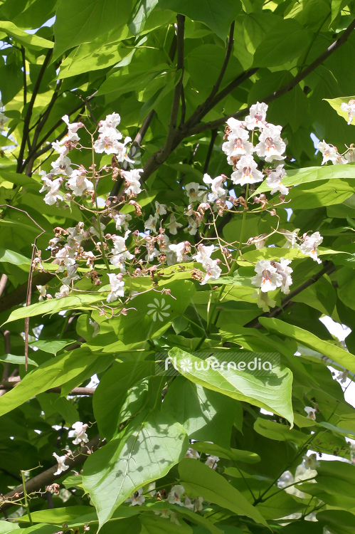 Catalpa bignonioides - Indian bean tree (100580)