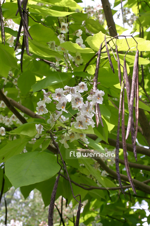 Catalpa bignonioides - Indian bean tree (100581)