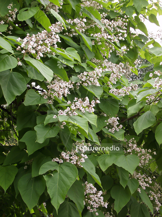 Catalpa bignonioides - Indian bean tree (100583)
