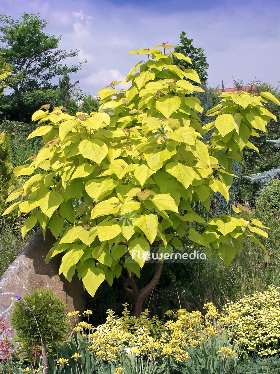 Catalpa bignonioides 'Aurea' - Golden Indian bean tree (100584)