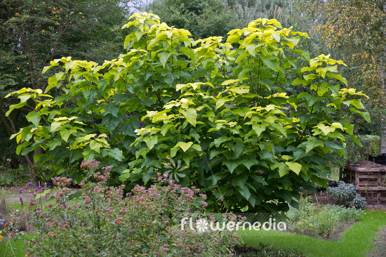 Catalpa bignonioides 'Aurea' - Golden Indian bean tree (102897)
