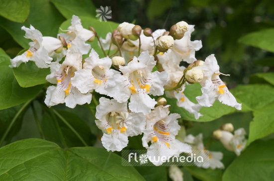 Catalpa speciosa - Northern catalpa (102898)